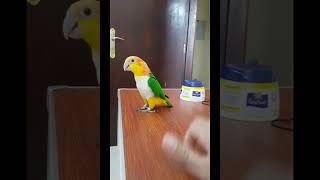 Singing and Dancing Caique Parrot  Talking and Dancing Bird  Orange Head White Bellied Caique [upl. by Enirok816]