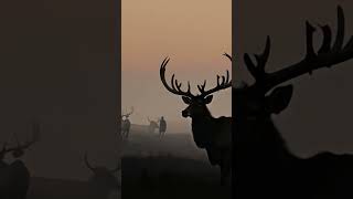 Antlers of Antiquity The Irish Elks Last Stand [upl. by Ssej301]