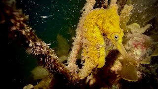 Night Dive at Clifton Gardens Sydney NSW [upl. by Myrna]