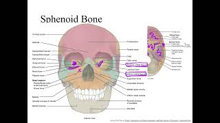 Dr Benaduce Sphenoid Bone Axial Skeleton Lecture [upl. by Delija]