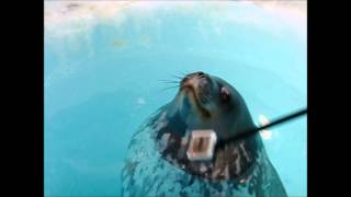 Weddell seal at breathing hole [upl. by Naitsirt]