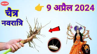 Chaitra Navratri 2024 इस पौधे की जड़ को लाकर किसी भी दिन अपने गले में धारण कर लेना गरीबी मिट जाएगी [upl. by Guinn271]