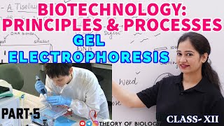 GEL ELECTROPHORESIS TECHNIQUE PART5BIOTECHNOLOGY NEET 2025NCERT BIOLOGYDNA SEPARATIONHTET [upl. by Yelrac203]