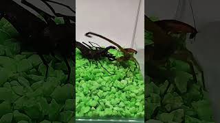 Scorpion vs Vinegaroon part 2  Who will win insects [upl. by Syst]