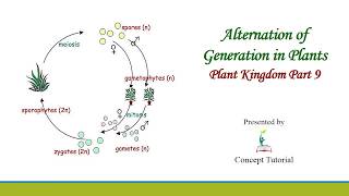 Alternation Of Generation In Plants Haplontic Diplontic Haplodiplontic Life Cycle Biology Class 11 [upl. by Ario]