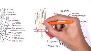 Clinical Anatomy  Hand Wrist palmar aspectflexors [upl. by Aerb]