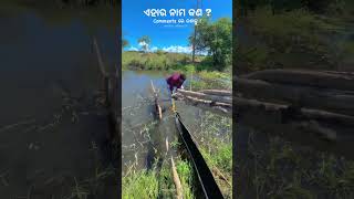 ଚାଷୀ ଘର ପିଲା Subscribe କର kendrapara farmer odisha [upl. by Dlorad731]