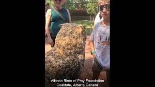 Meet Willow the Owl at Alberta Birds of Prey Foundation albertatourism birds coaldale canada [upl. by Beebe567]