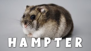 What Happened to my Dwarf Hamster [upl. by Jeffrey]