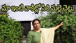 Patnamlo palleturu maa illu I మల్లె పందిరి పెంచడం ఎలా How to grow Jasmine creeper 12 [upl. by Surovy]