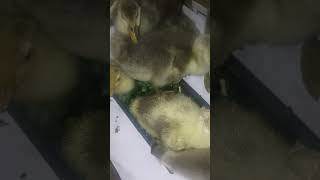 Гусята едят лук \Goslings eat onions [upl. by Amble]