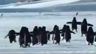 Pinguins Voadores [upl. by Araminta]