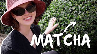 What makes Matcha special I traveled to Japan to find out [upl. by Derry]