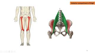 Anatomy class in Bangla Gluteal region and thigh anatomy Presented by Dr Md Toufiq Hasan Khan [upl. by Ayifas]