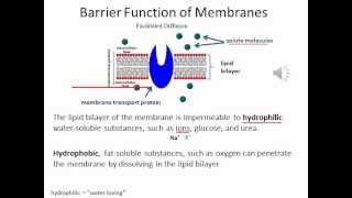 Narrated PowerPoint Example [upl. by Atiniv798]