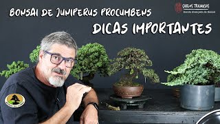 BONSAI DE JUNIPERUS PROCUMBENS SHOHIN [upl. by Vincent]