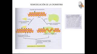 NIVELES DE COMPACTACION DEL ADN [upl. by Hafler]