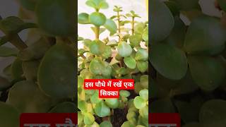 Jada plant se kya hota haishorts lytviralyotubetrendingshorts jade plant [upl. by Dinnage]