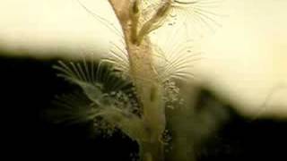 colonial freshwater Bryozoan [upl. by Annav]