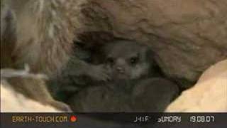 Meerkat pups emerge with chirps and squeaks [upl. by Auhesoj]