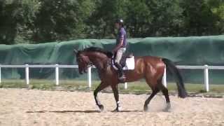 AmoradoEspri gelding  2010 for sale [upl. by Zeuqram]