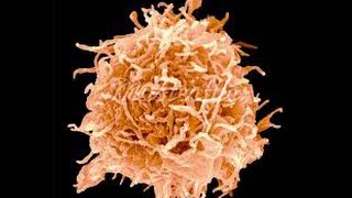 Différenciation des lymphocytes B [upl. by Aubin]