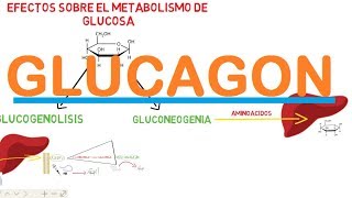 GLUCAGON [upl. by Tisha]