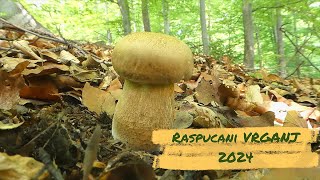 PRVI VRGANJI 2024  Boletus aestivalis [upl. by Siuoleoj]