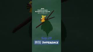 【366花語Sep20】辨別  difference [upl. by Ppik]