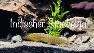 Teil 3 Besatz für das Stachelaal Aquarium aquaristik [upl. by Hallagan828]