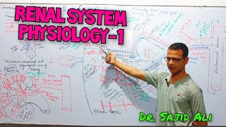 Renal System Physiology  Renal blood Flow  Kidney  Types of Nephron [upl. by Nisse]