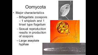 Oomycota  Fungi like protists  FSc Biology  GCSE Biology with Maam Shazia [upl. by Remliw]