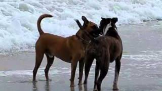 Jakenstein  Black Mouth Cur [upl. by Benson]