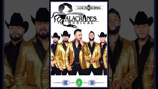 Alacranes Musical Exitos De Oro  Alacranes Musical Puros Exitos shorts shortsvideo [upl. by Venola]