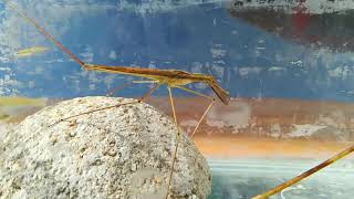 Water Mantis  Ranatra chinensis Mayer [upl. by Negeam]