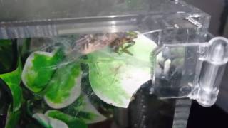 Avicularia sooretama feeding  awkward webber [upl. by Esma606]