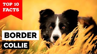 Border Collie  Top 10 Facts [upl. by Tebzil]