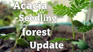 Acacia Seedling Forest Update [upl. by Spillihp671]