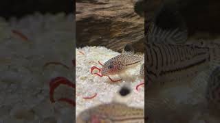 Corydoras catfish really enjoy bloodworms [upl. by Hubert]