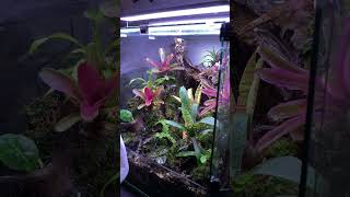 Custom Vivarium Vivarium terarium [upl. by Ellehsem56]