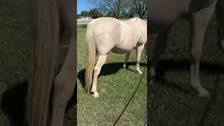 Dapples Up shorts youtubeshorts video horse love fun animals pets equestrian mustang tn [upl. by Putnam719]