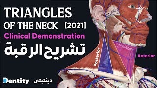 تشريح الرقبة  Neck Triangles [upl. by Juanne]