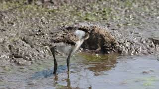 Baby black smith plover foraging for invertebrates in the shallows [upl. by Einuj]