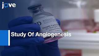 Endothelial Cell Tube Formation Assay For In Vitro Study Of Angiogenesis l Protocol Preview [upl. by Letisha]