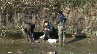 Thames Invasive Species Survey  ZSL [upl. by Daberath]