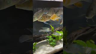 The South American Cichlid Tank One Year Later [upl. by Iveson]