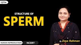 Structure of Sperm  Human Reproduction  Zoya Rahman  NEET  AIIMS [upl. by Andersen28]