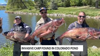 Hefty Carp Invade Colorado Pond  EarthxNews  EarthX [upl. by Balthasar878]