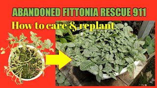 Easy way fittonia plant care and propagation at home tutorial [upl. by Atonsah]