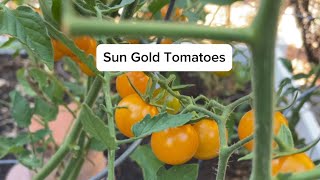 Sun Gold Tomatoes  Are They Worth the Hype [upl. by Curren]